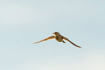 Skylark (Alauda arvensis) in flight, Kent. July