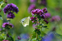 Small white butterfly (Pieris rapae) on wild Thyme (Thymus sp).  Kent, UK. July