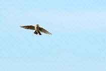 Skylark (Alauda arvensis) in flight, Kent. July