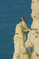 Peregrine falcon (Falco peregrinus), chalk cliffs, Dover, UK. July