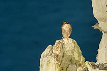Peregrine falcon (Falco peregrinus) perched on chalk cliffs, Dover, UK. July
