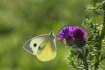 Large White butterfly (Pieris brassicae) on thistle.  Kent, UK. July