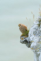 Kestrel (Falco  tinnunculus) on chalk cliffs, Kent, UK. July
