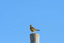 Skylark (Alauda arvensis) perched on post,  White Cliffs, Kent. July