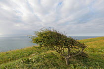 Hawthorn tree (Crataegus monogyna) on cliff top  shaped by prevailing wind. Dover Cliffs, Kent, UK. July