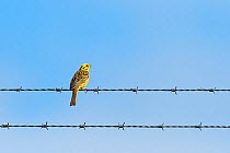 Yellowhammer (Emberiza citrinella) perched  on barbed wire fence. Chalk cliffs, Dover, Kent. July