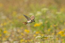 Skylark (Alauda arvensis) flying to its nest,  White Cliffs, Kent. July