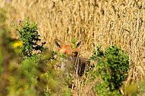 Red fox (Vulpes vulpes) in conservation margin at edge of wheat field. Kent, July