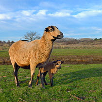 Mouton Cameroun sheep female with lamb, l'ile d'Olonne marsh, Vendee, France