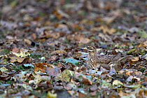 Eurasian thick-knee (Burhinus oedicnemus) nesting on the ground, camouflaged against the leaves, Pench National Park, Madhya Pradesh, India, March