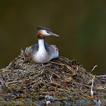 Great crested grebe (Podiceps cristatus) sitting on nest, Le Teich, Gironde, France September