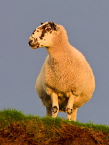 Scottish blackface sheep, female, Isle of Islay, Scotland, UK, September