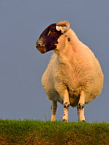Scottish blackface sheep, male, Isle of Islay, Scotland, UK, September