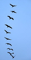 Common cranes (Grus grus) flock on migration, in formation in sky,  Montier en Der, France, November