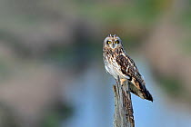 Short-eared owl (Asio flammeus) perched on pole,  Vendeen Marsh,France, November