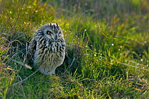 Short-eared owl (Asio flammeus) in grass, Vendee Marsh, Vendee, France, January