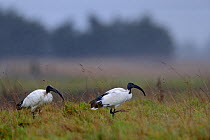 African sacred ibis (Threskiornis aethiopicus) two on marsh in rain, Vendeen marsh, Vendee, France, January