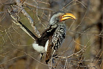 Southern yellow billed hornbill (Tockus leucomelas) male in tree, Kenya