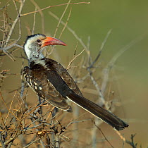 Red billed hornbill (Tockus erythrorhynchus) Samburu National Park, Kenya, October