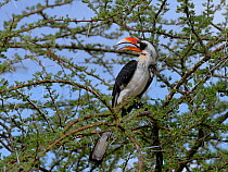 Von Der Deckeni hornbill (Tockus deckeni) in acacia bush, Samburu National Park, Kenya, September