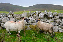 Scottish blackface sheep by wall, Island of Jura, Scotland, UK, September