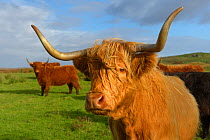 Highland cattle portrait, Island of Islay, Scotland, UK, September