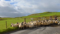 Herd of Domestic sheep driven along narrow road, Islay, Scotland, UK, September