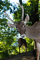Thorold's deer (Przewalskium albirostris / Cervus albirostris) captive in Prague Zoo.