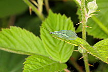 Green lacewing (Chrysopa perla) resting on leaf at the edge of woodland, Cheshire, UK, June.