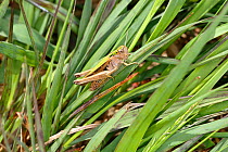 Common green grasshopper (Omocestus viridulus) female resting on grass in farm field. Cheshire, UK, June.
