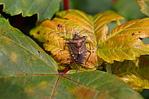 Red-legged shield bug (Pentatoma rufipes) resting on leaf in woodland, Cheshire, UK, July.