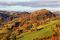 Castell Dinas Bran looking west from the Panorama walk on the Offa's Dyke path on Ruabon Mountain near Llangollen, North Wales UK, November 2016.