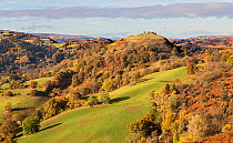 View west from the Panorama walk on the Offa's Dyke path on Ruabon Mountain near Llangollen with Castell Dinas Bran at the top of the hill on the right North Wales, UK, November 2016.