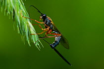 Parasitoid wasp (Lissonota lineolaris) oviposting /  laying eggs, Bristol, UK.