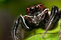 Jumping spider (Euophrys frontalis) portrait, captive.
