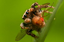 Jumping Spider (Evarcha falcata). eating a fruit fly, captive.