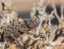 Namaqua chameleon (Chamaeleo namaquensis) Namib Desert, Namibia