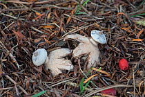 Striated earthstar fungus (Geastrum striatum) growing under Yew tree in churchyard, Surrey, UK