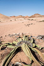 Welwitschia (Welwitschia mirabilis) Namib Desert, Namibia