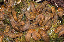 Yellow slug (Limax flavus) taken at night inside compost bin. Surrey, UK.