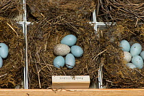 Cuckoo (Cuculus canorus) egg in clutch of Robin eggs. Museum specimen collected from Surrey, UK.