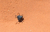 Darkling beetle (Onymacris plana) Sossusvlei, Namib Desert, Namibia