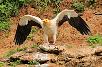 Egyptian vulture (Neophron percnopterus) adult with wings stretched, France