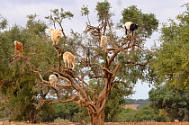 Domestic goats (Capra aegagrus hircus) climbing in Argan tree to feed on leaves, Essaouira, Morocco