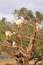 Domestic goats (Capra aegagrus hircus) climbing Argan tree, Essaouira, Morocco