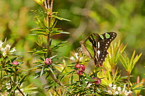 Macleay's swallowtail (Graphium macleayanum) Tasmania, Australia