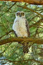 Powerful owl (Ninox strenua) recently fledged juvenile, Victoria, Australia