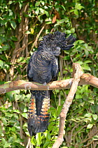 Red-tailed black cockatoo (Calyptorhynchus magnificus) adult female. Victoria, Australia