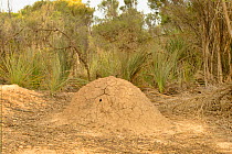 Rosenberg's goanna (Varanus rosenbergi) termite mound showing hole used as nest by young goannas. Kangaroo Island, South Australia
