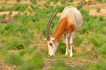 Scimitar-horned oryx (Oryx dammah) captive in enclosure of Souss Massa National Park, Morocco. Extinct in the Wild.